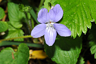 Viola riviniana